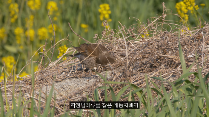 [사진100장스압] 고양이가 자연생태계에 끼치는 심각한 영향 | 인스티즈