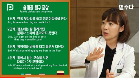 국내 소형견이 유독 슬개골 탈구가 많은 이유 | 인스티즈