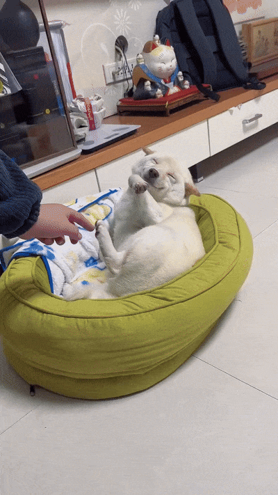 배시시 웃는 댕댕이.gif | 인스티즈