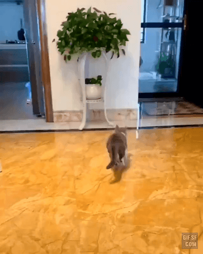 댕댕이한테 장난치는 냥이 | 인스티즈