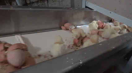 (혐)수컷 병아리의 삶 | 인스티즈