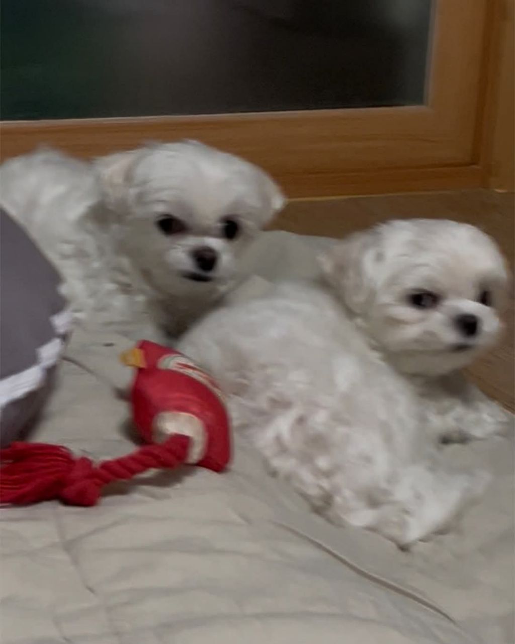 주인을 한심하게 쳐다보는 댕댕이들 | 인스티즈