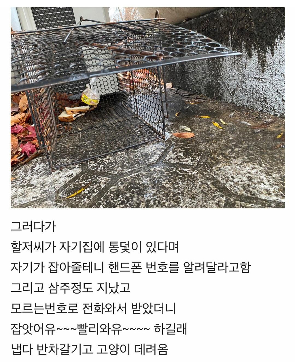 집냥이가 된 어느 길냥이 이야기 | 인스티즈