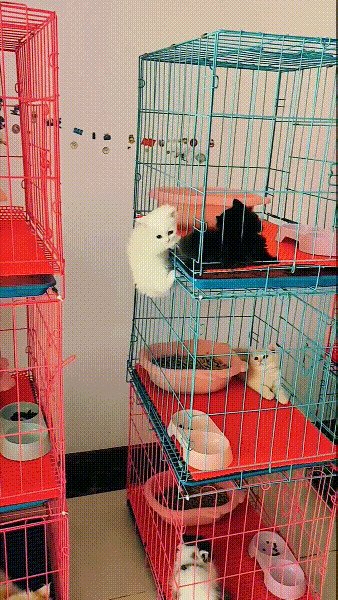 옆집에 놀러가는 새끼냥이 | 인스티즈