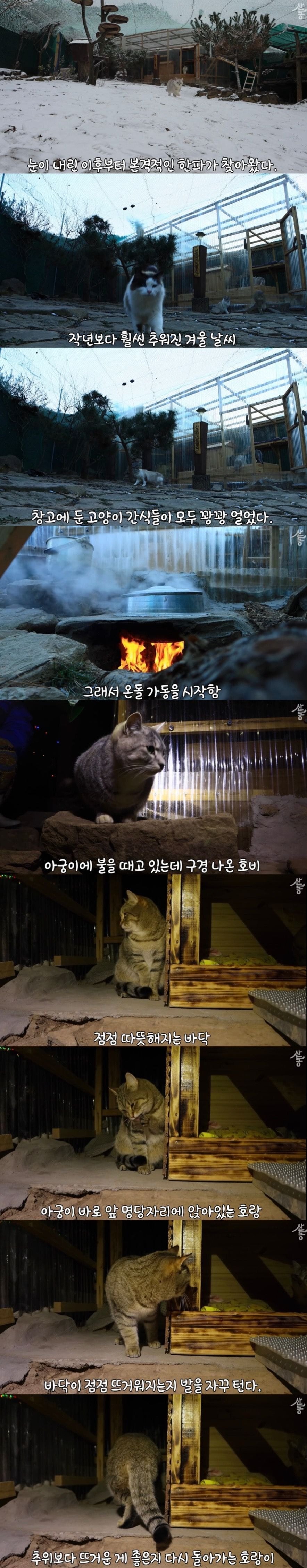 온돌 지지는 K-고양이 | 인스티즈
