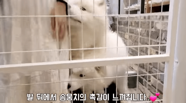 손님 맞이하는 솜뭉치들 | 인스티즈