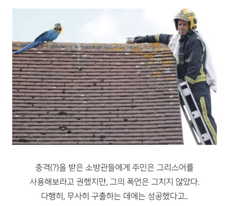 지붕 위에 올라간 앵무새를 구하러 간 소방관이 들은 말 | 인스티즈
