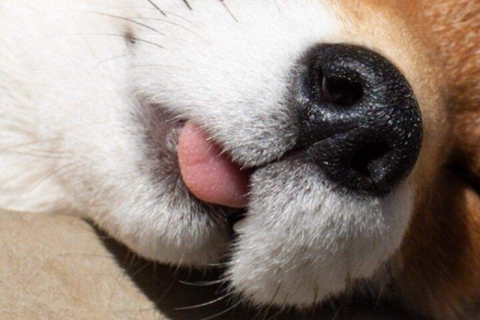 자는 여우 확대해봄 | 인스티즈