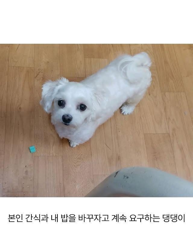 어느 애견미용사의 은밀한 취미 | 인스티즈