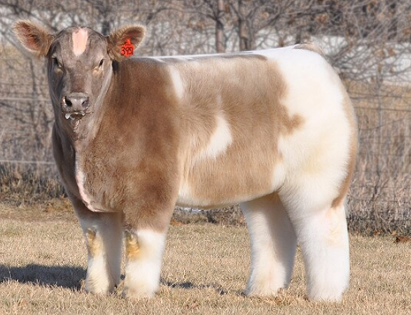 이름이랑 생긴게 전혀 매칭 안된다는 소 1위 | 인스티즈