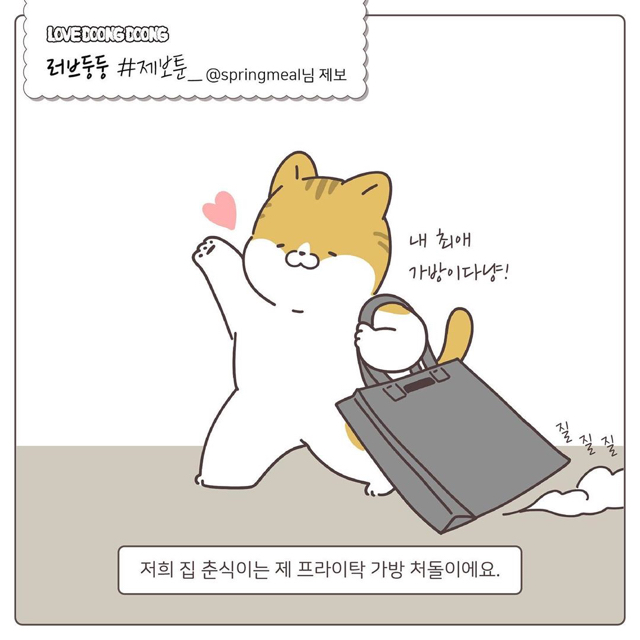 프라이탁 가방에 환장하는 냥이.gif | 인스티즈