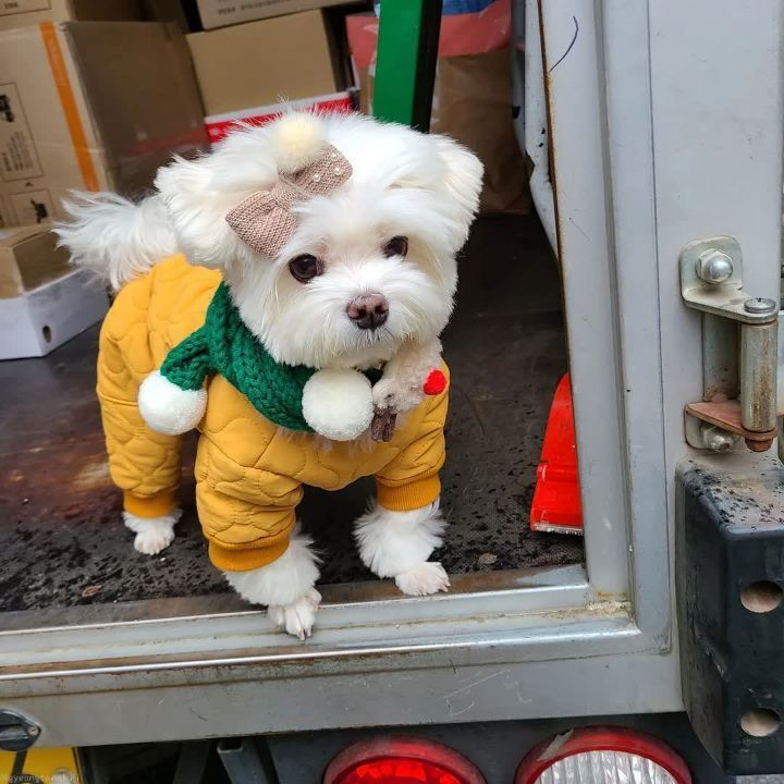 크리스마스 이브에도 열일 중인 택배견 경태.jpg | 인스티즈