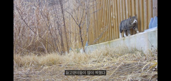 도로 위 야생동물 생태통로를 이용하는 동물들.jpg | 인스티즈