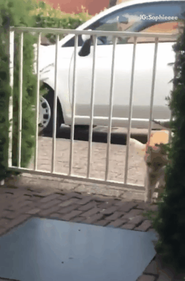 조금 살찐 냥이의 실수.gif | 인스티즈