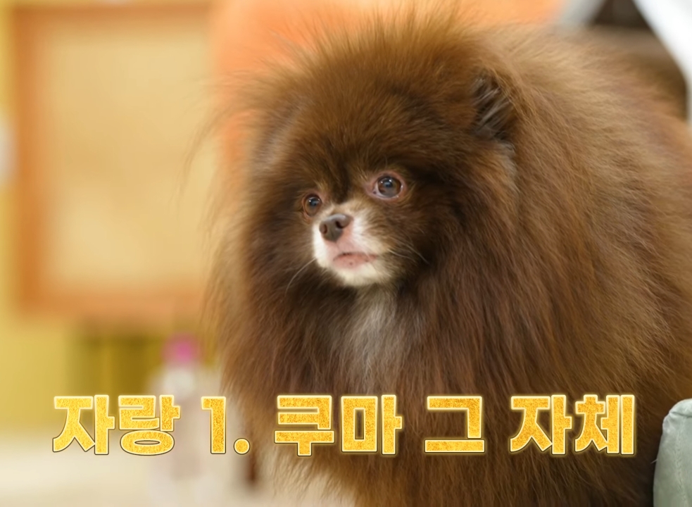 제니 껌딱지라는 블랙핑크 제니의 반려견.gif | 인스티즈