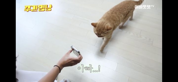 아빠바라기 고양이 | 인스티즈