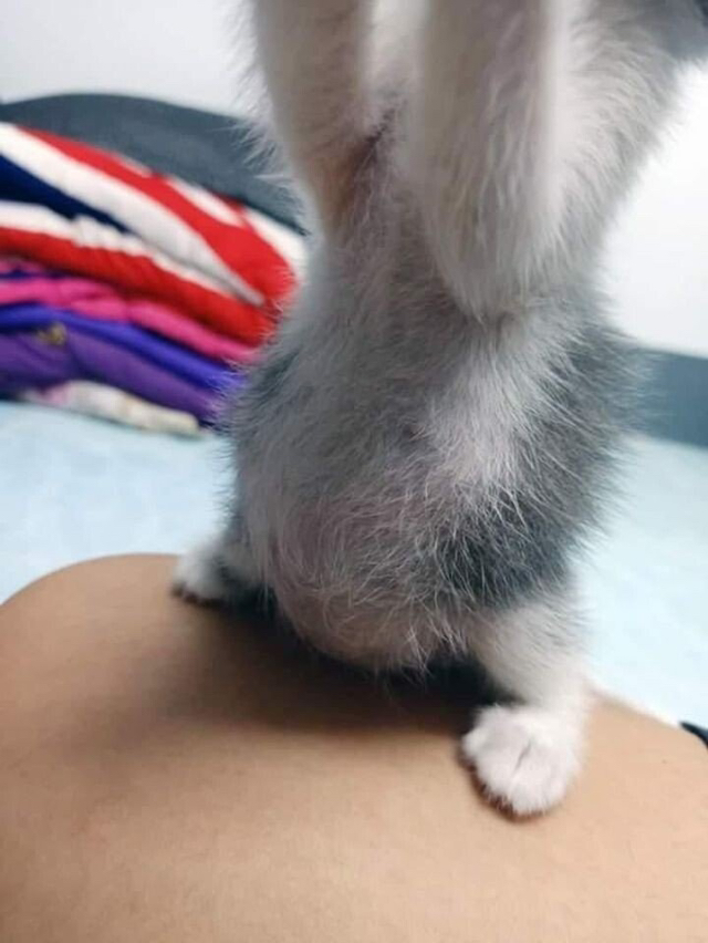 분유 다 먹은 아기고양이 | 인스티즈