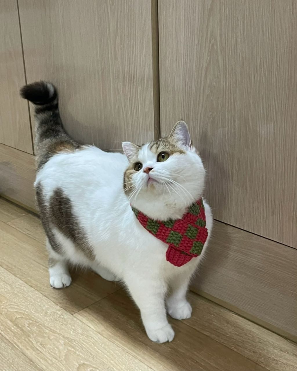 보호소냥이가 집냥이가 된 과정 | 인스티즈