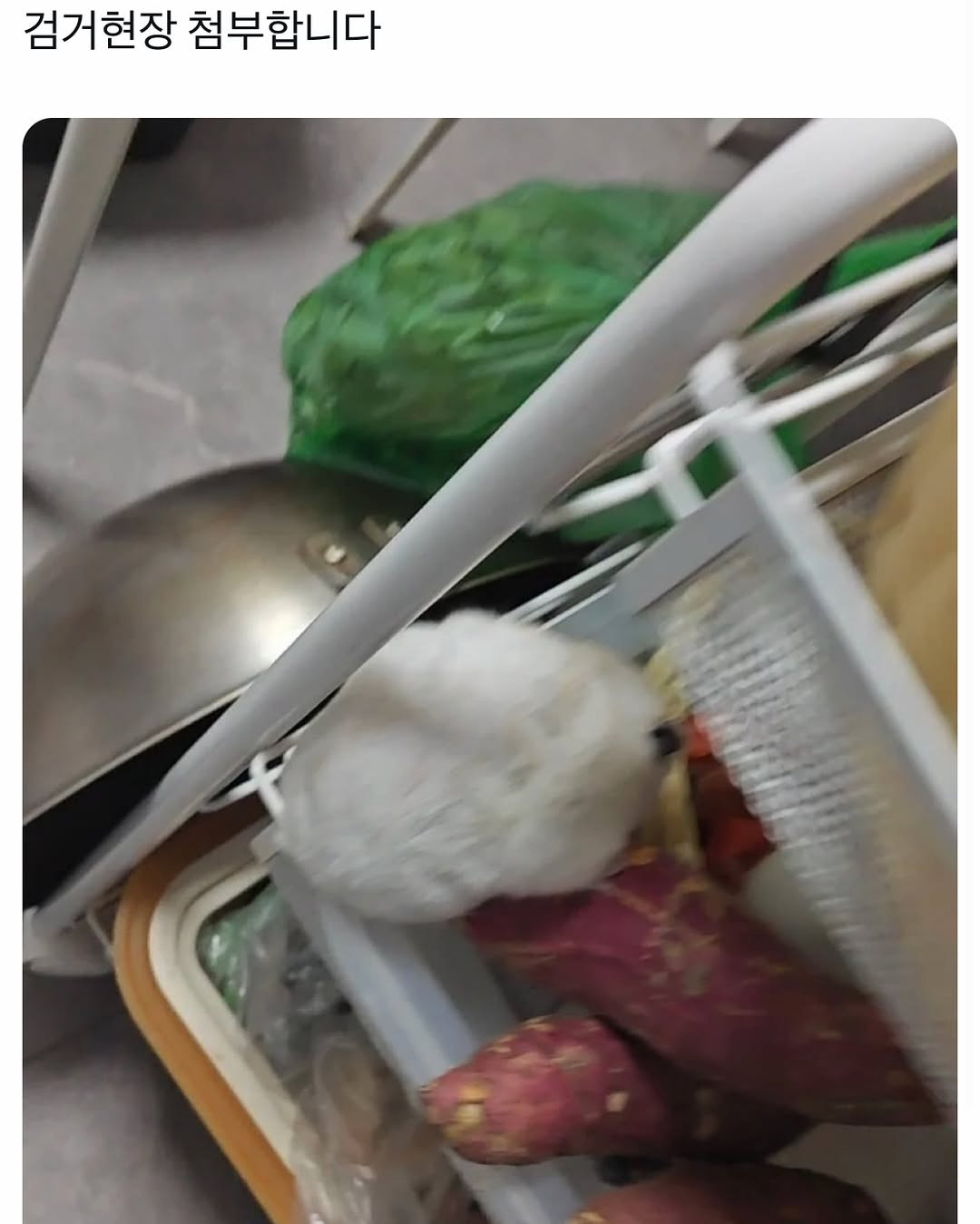 현장에서 검거된 고구마 도둑 | 인스티즈