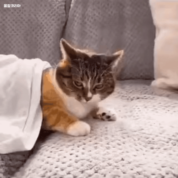 고양이만 잡아먹는 괴생명체.gif | 인스티즈