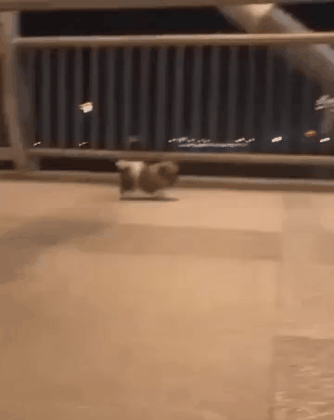 휴게소에서 장난감처럼 걷는 강아지 발견함 | 인스티즈