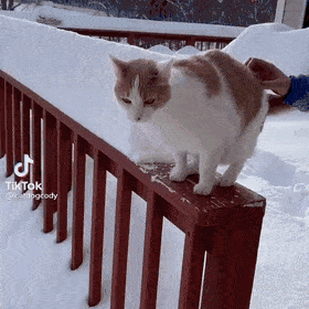 눈을 처음 본 고양이❄️❄️ | 인스티즈