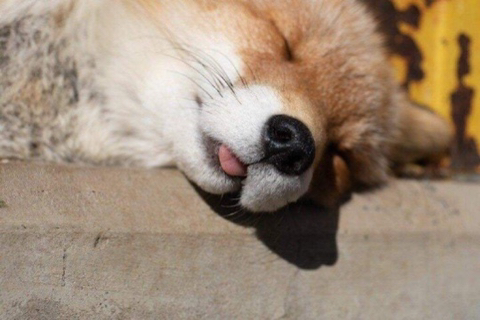 자는 여우 확대해봄 | 인스티즈