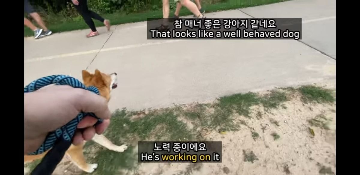 미국에서 당연시된다는 애견 문화 | 인스티즈