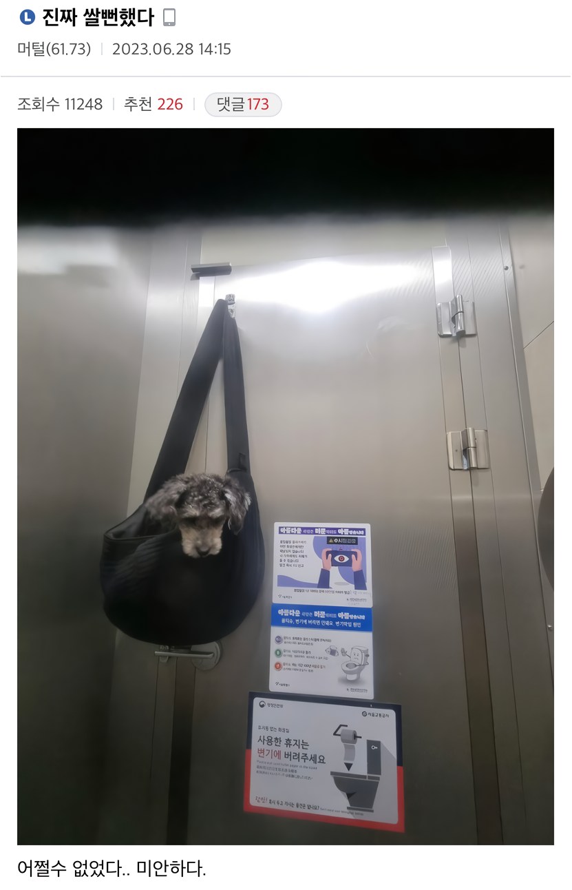 댕댕이랑 산책하다가 화장실이 급했던 견주 | 인스티즈