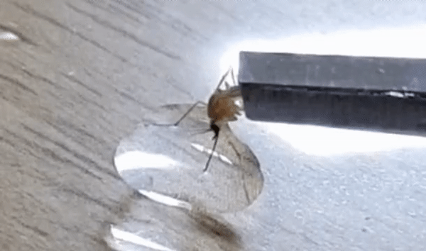 d9aa80116ef8f01ff02b769faba6cad02add6be9