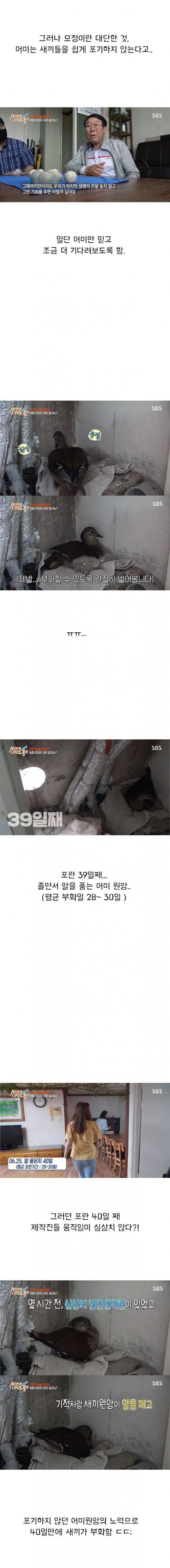 [세상에이런일이] 원앙 새끼 부화 시키기 레전드 ㄷㄷㄷ | 인스티즈