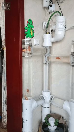 파이프 어항 | 인스티즈