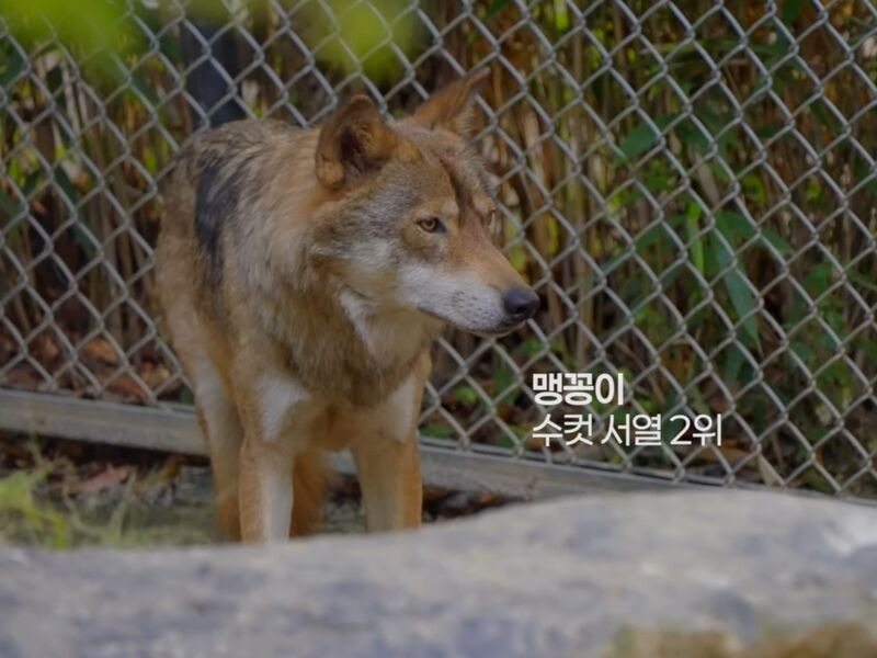 청주동물원 늑대 이름 | 인스티즈