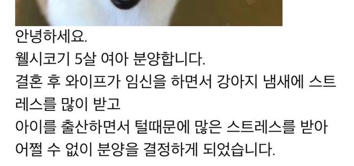 강아지 분양 보낼 때 신혼부부는 1순위로 거르는 이유.JPG | 인스티즈