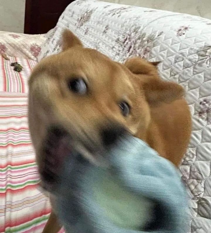 역동적인 강아지 | 인스티즈