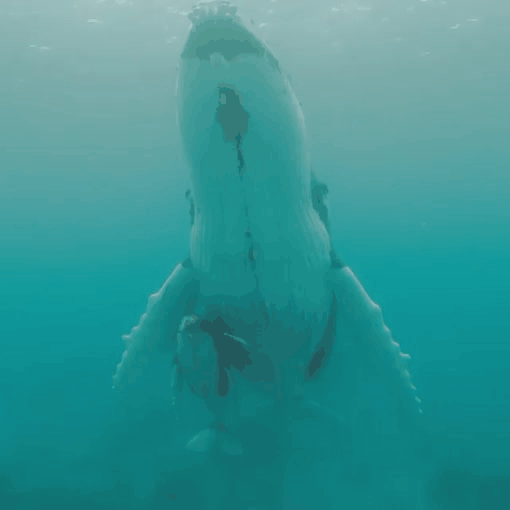 경이로운 고래의 모습들 | 인스티즈