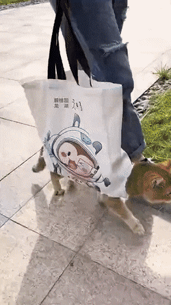 고양이 용 하네스 . GIF | 인스티즈