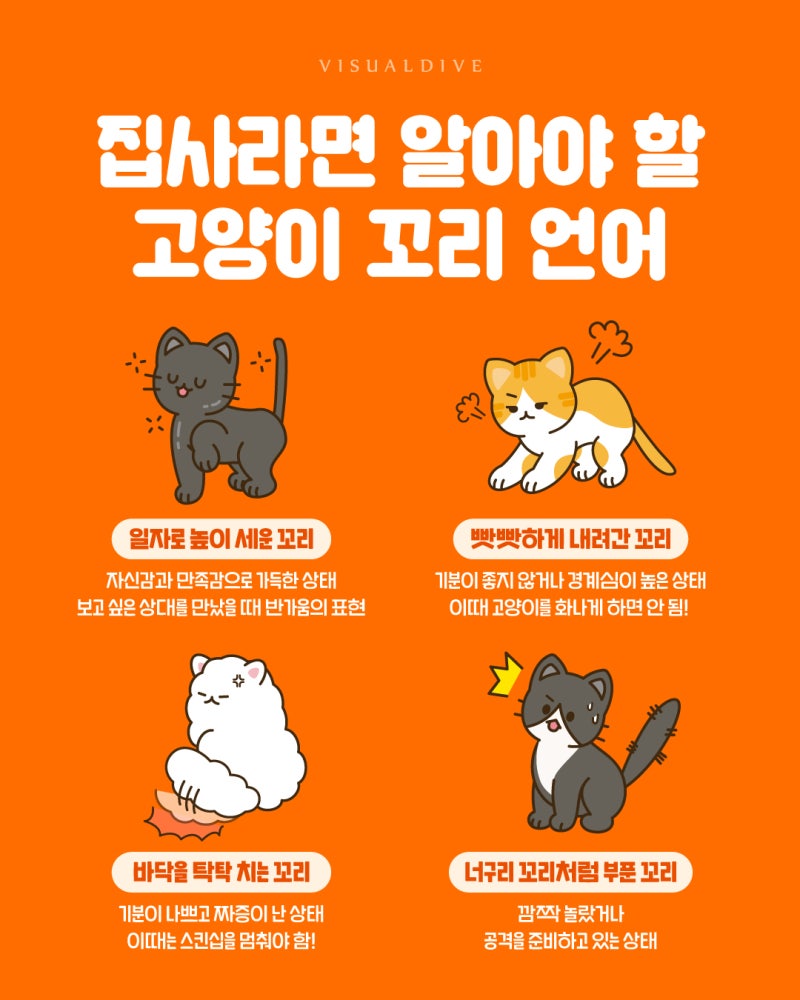 고양이 꼬리 언어 | 인스티즈