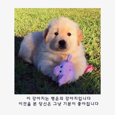 행운의 강아지.jpg | 인스티즈