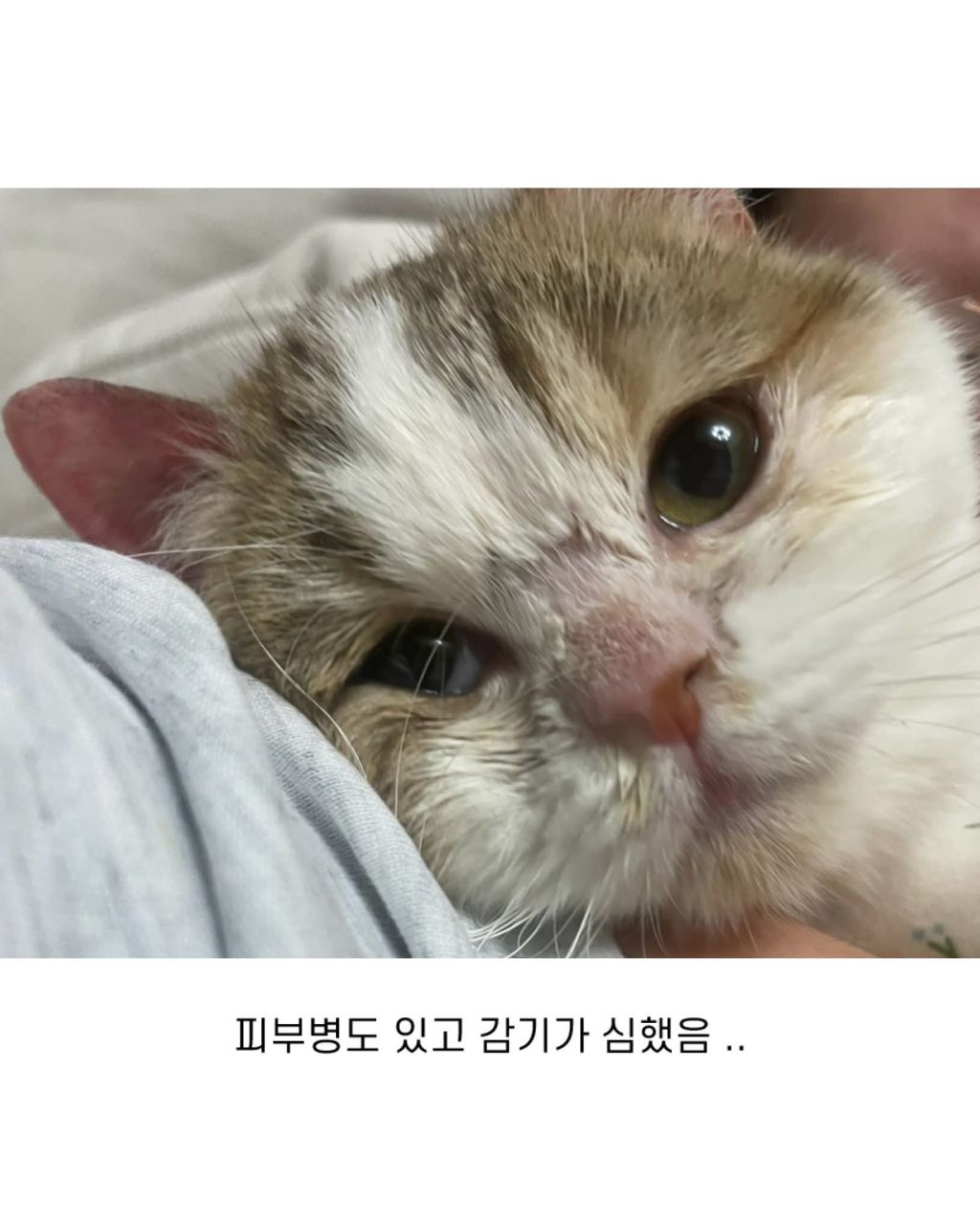 보호소냥이가 집냥이가 된 과정 | 인스티즈