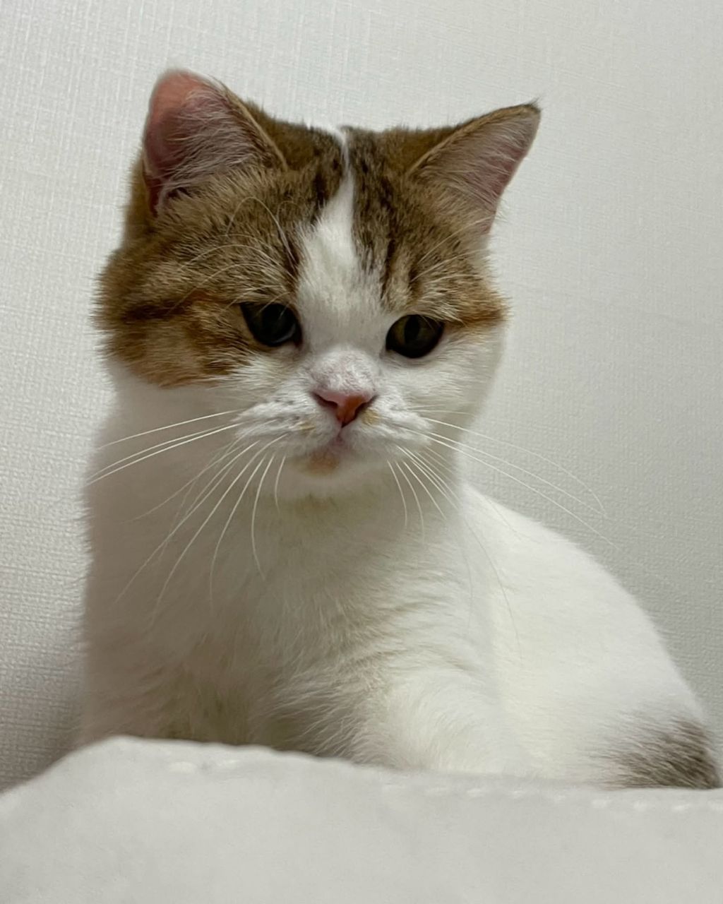 보호소냥이가 집냥이가 된 과정 | 인스티즈