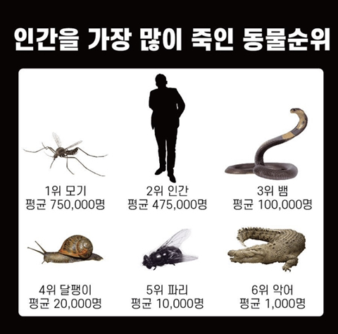 인간을 가장 많이 죽인 동물 순위 | 인스티즈