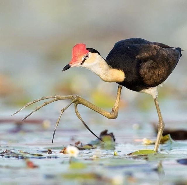 공포영화에 나올법한 특이한 새 아프리카자카나 | 인스티즈