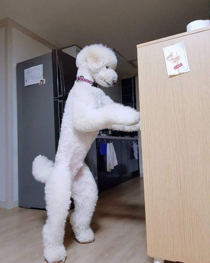 대형푸들 | 인스티즈