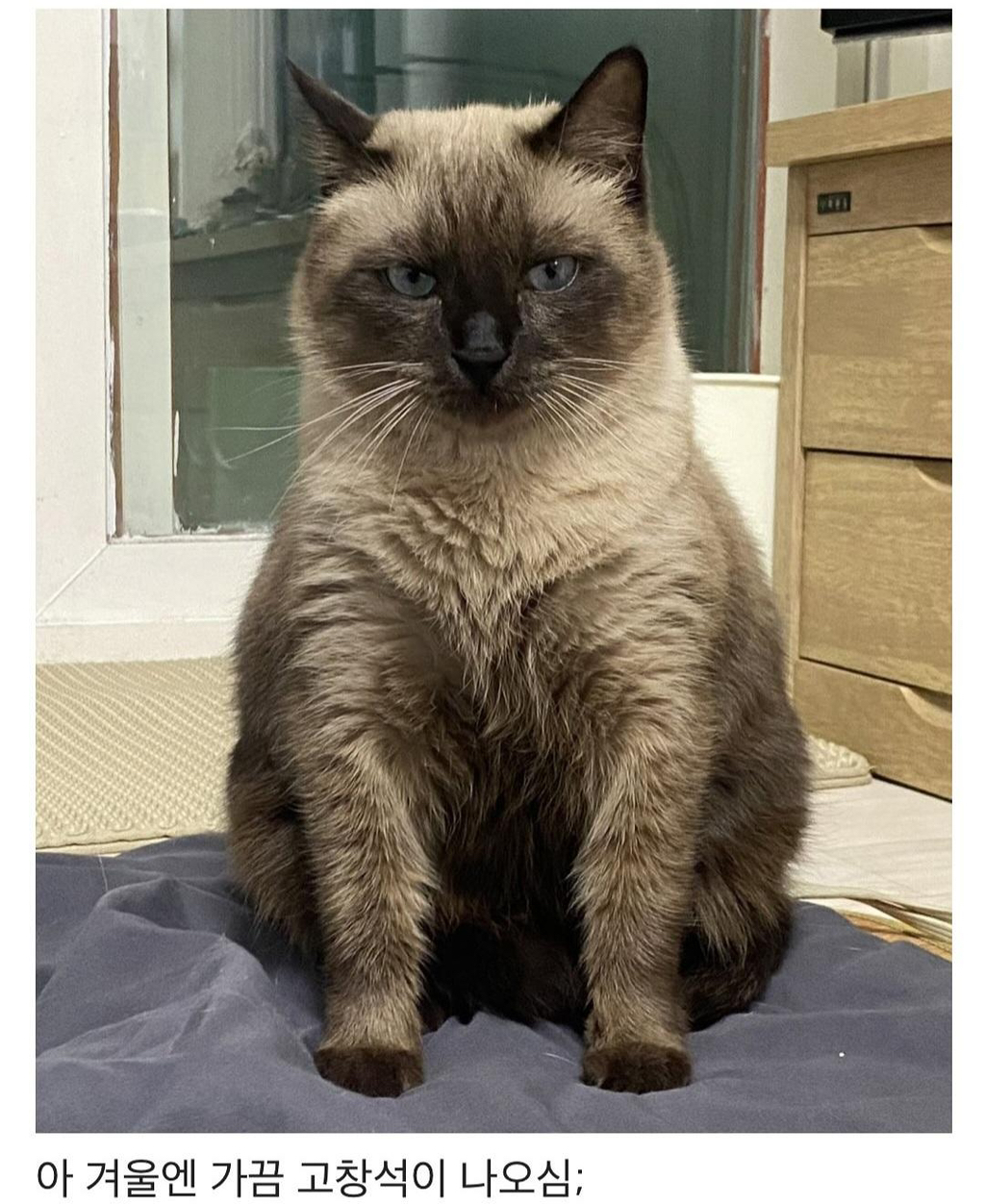 집냥이가 된 어느 길냥이 이야기 | 인스티즈