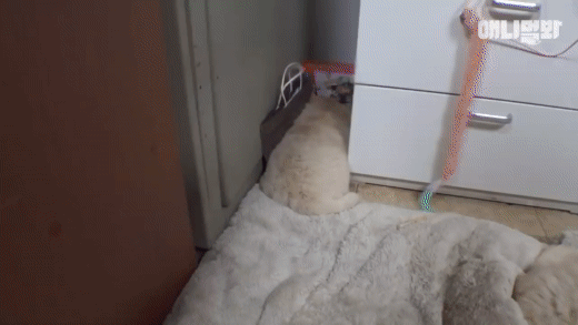 댕댕이 쫄보.gif | 인스티즈