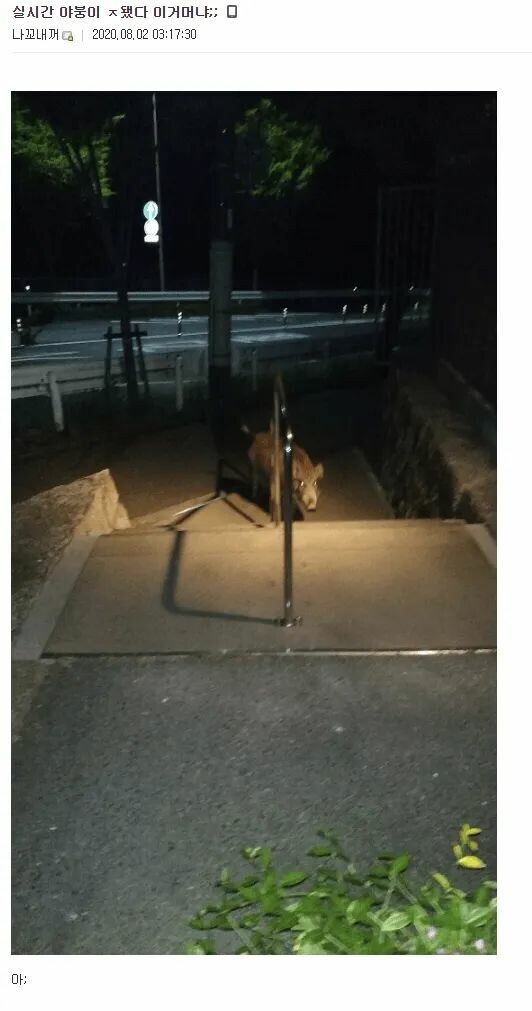 야붕이 실시간 x된 모음집 | 인스티즈