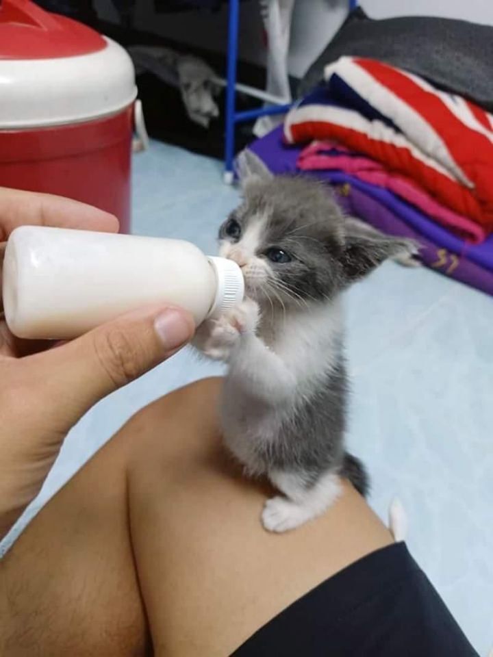 분유 한통을 다먹은 아기고양이 | 인스티즈