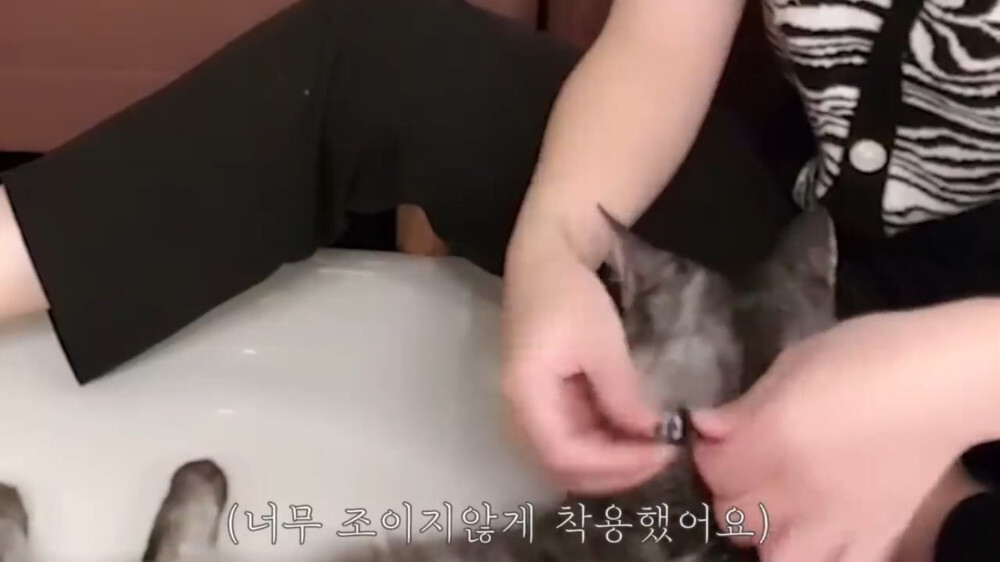 [스압주의] 일본인 캣맘 유튜버 2편 - 3천만원짜리 고양이 집 지음 | 인스티즈