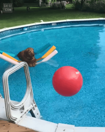 수영장에서 쉬고 있는 댕댕이 | 인스티즈